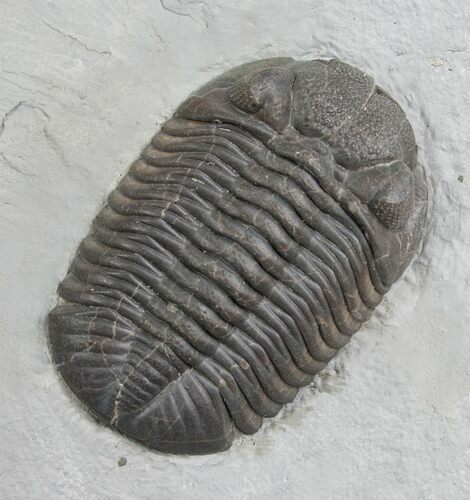 Silica Eldredgeops (Phacops) Trilobite - #4645